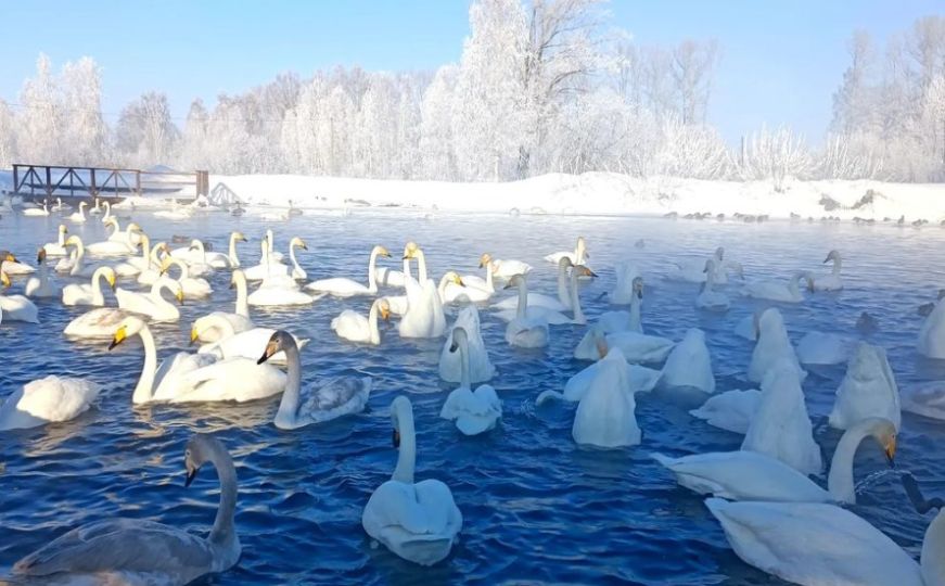 Prizori iz bajke: 'Labuđe jezero' u Sibiru oduševilo mnoge posjetioce