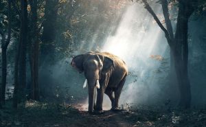 Indijski hram počeo koristiti "robota" slona za rituale: 'Nadamo se da će nas i drugi pratiti'