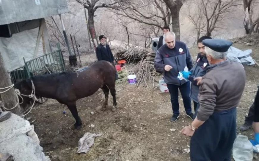 Čudo u Adiyamanu: Iz ruševina u Turskoj nakon 21 dan izvučen konj