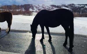 Vozači, oprez: Divlji konji ponovo uočeni u ovom dijelu BiH
