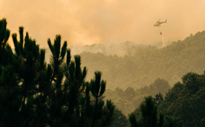 Klimatske promjene i požari direktno povezani: Četinarske šume su "tempirane bombe"