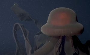 Strah u okeanu: Kamerom zabilježili najveću meduzu koja je ikada viđena