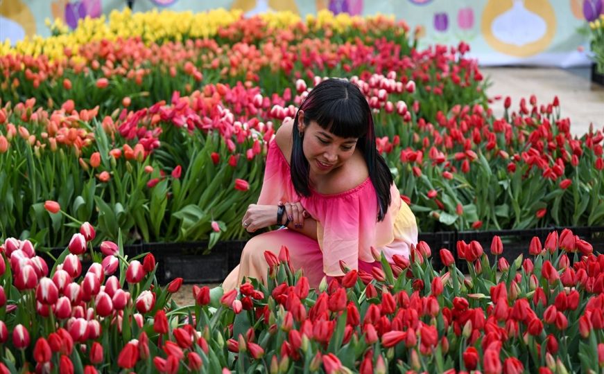 Proljeće kuca na vrata: U San Franciscu izloženo 80.000 tulipana