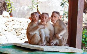 Indija: Majmuni upali ženi u kuću, pala prilikom bijega i preminula u bolnici