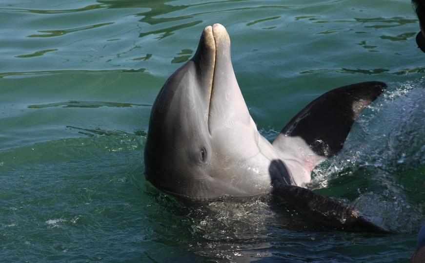 Umjetnik optužen za uznemiravanje delfina kaže da neće stati jer je "čarobno"