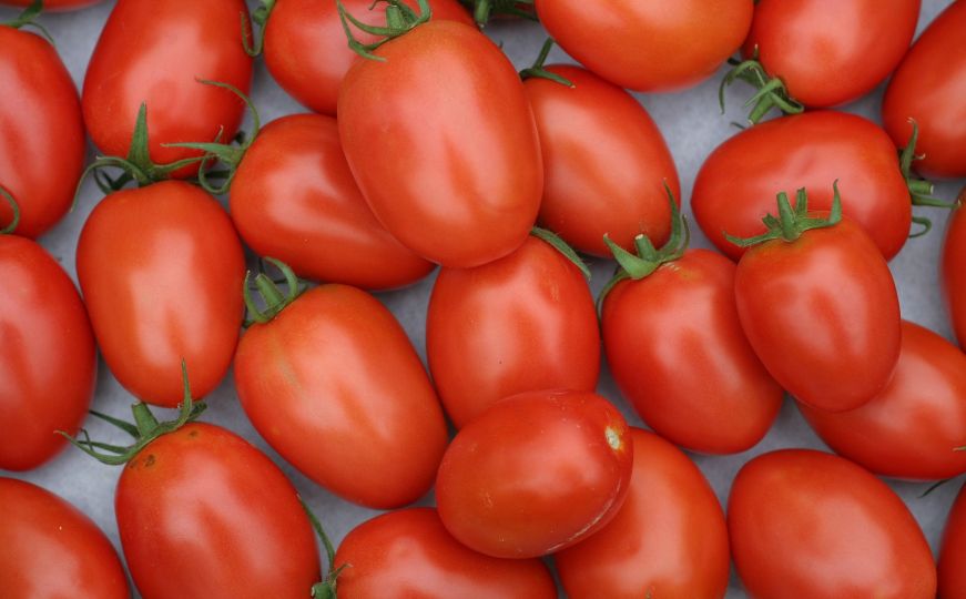 Stručnjak otkrio tajnu: Kako uzgojiti velik i sočan paradajz?