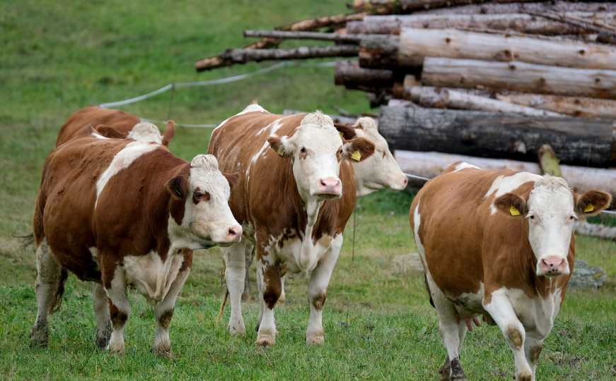 Novi slučaj kravljeg ludila u Europi