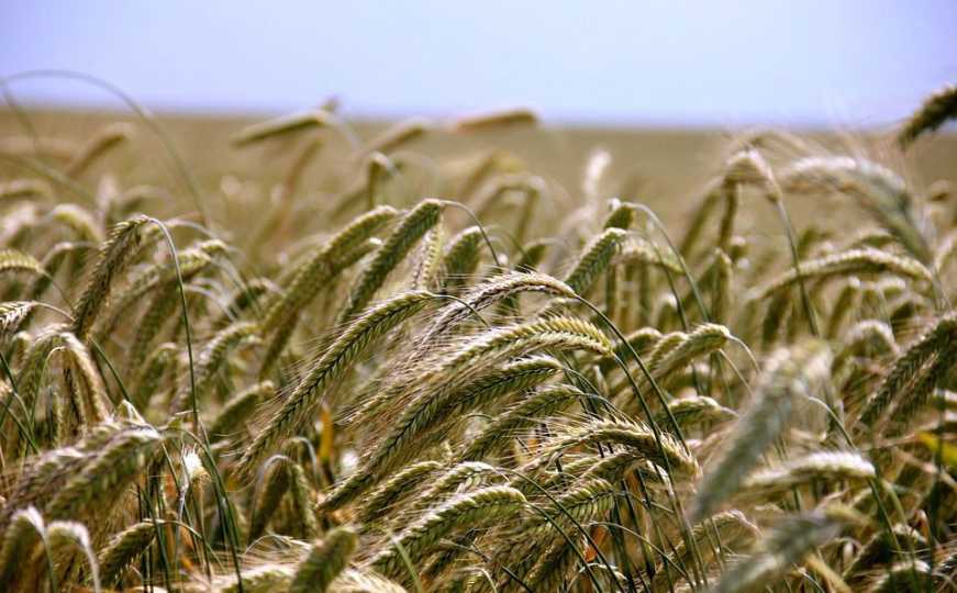 Ukrajina i UN traže produženje dogovora o izvozu pšenice: Rusija traži nove uvjete