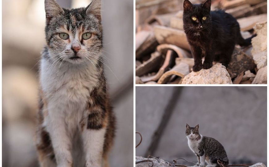 Mačke se ne odvajaju od ruševina zgrada gdje su nekad boravile širom Turske