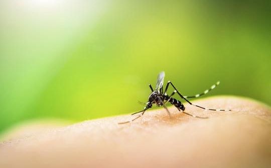 Vole li vas komarci? Naučnici nude objašnjenje zbog čega ih toliko privlačite