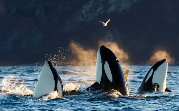 Gibraltarski moreuz: Vratila se ozloglašena grupa kitova ubica - ponovo napali jedrilicu