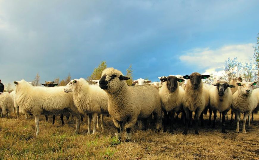 Ovce kao promotori solarne energije u Beču