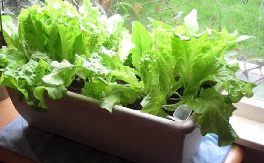 Proljetni trik: Kako da uzgojite salatu i luk na balkonu - evo šta vam je potrebno