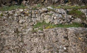 Izazov koji je namučio mnoge: Možete li pronaći sovu na fotografiji?