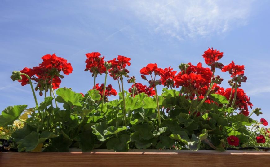 Infuzija za bujno i raskošno cvijeće: Poboljšava rast biljaka i pomaže da se oporave