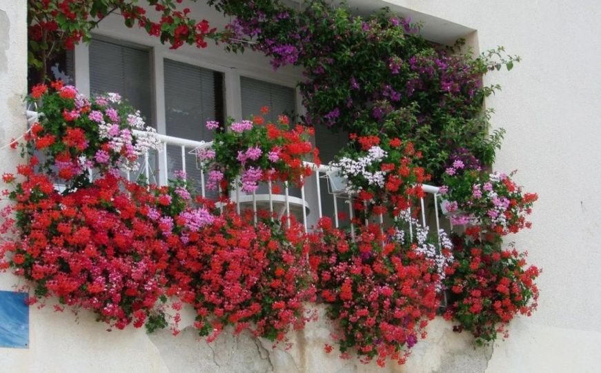 Fantastičan trik: Evo kako da balkonsko cvijeće izgleda bujno i raskošno sve do kasne jeseni