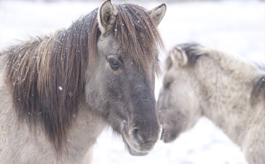 Rijetka i jedinstvena rasa divljih konja u Bjelorusiji: Igraju veliku ulogu u održavanju pašnjaka