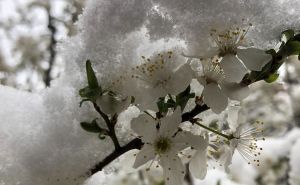 Proljeće u Sarajevu: Snijeg pade, na behar, na voće...