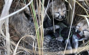 U Indiji rođeni gepardi prvi put u 70 godina: Pogledajte kako izgledaju mladunci