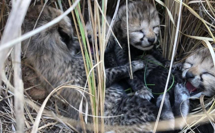 U Indiji rođeni gepardi prvi put u 70 godina: Pogledajte kako izgledaju mladunci