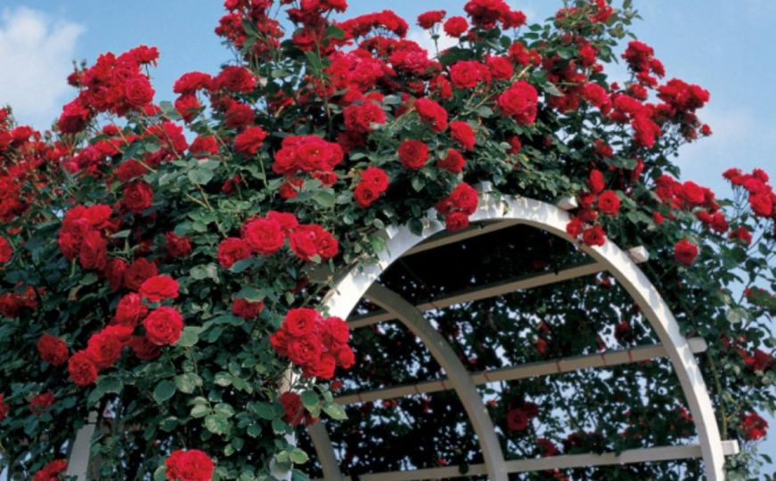 Trik stručnjakinje: Evo kako da ruže budu bujnije nego ikad - cvjetat će skoro cijele sezone