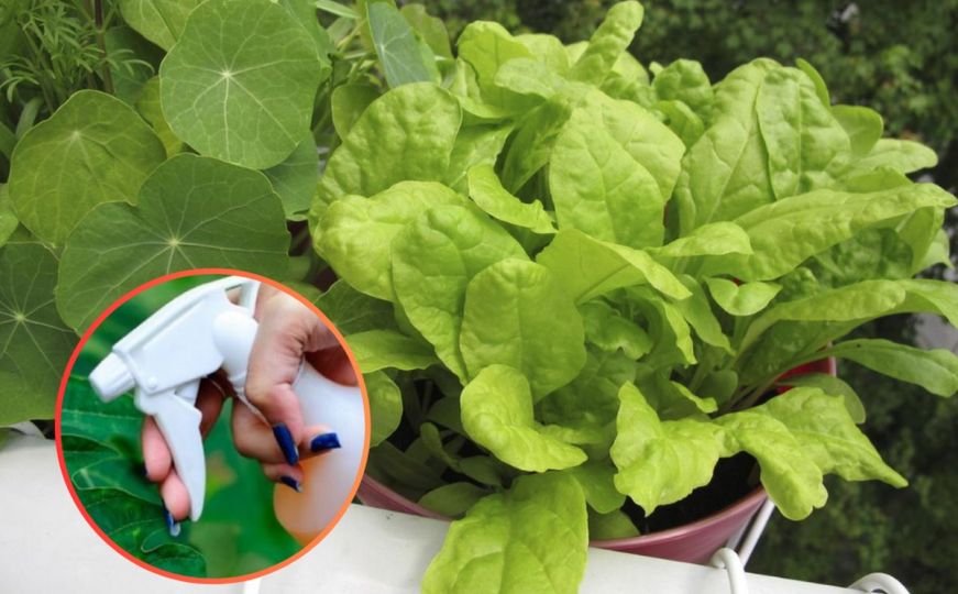 Napravite prirodni pesticid bez hemikalija: Štiti i čuva biljke od svih bolesti i štetočina