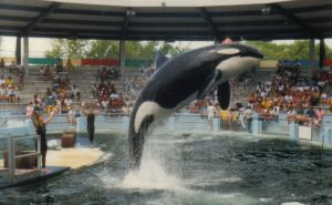 Tužna priča Lolite: Najusamljenija orka će biti puštena na slobodu nakon 50 godina