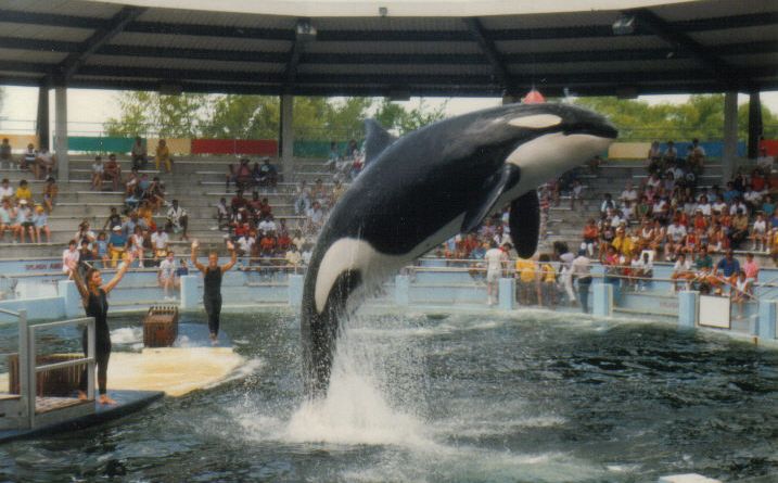 Tužna priča Lolite: Najusamljenija orka će biti puštena na slobodu nakon 50 godina
