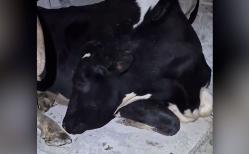 Foliranje krave Doris postalo je hit na društvenim mrežama