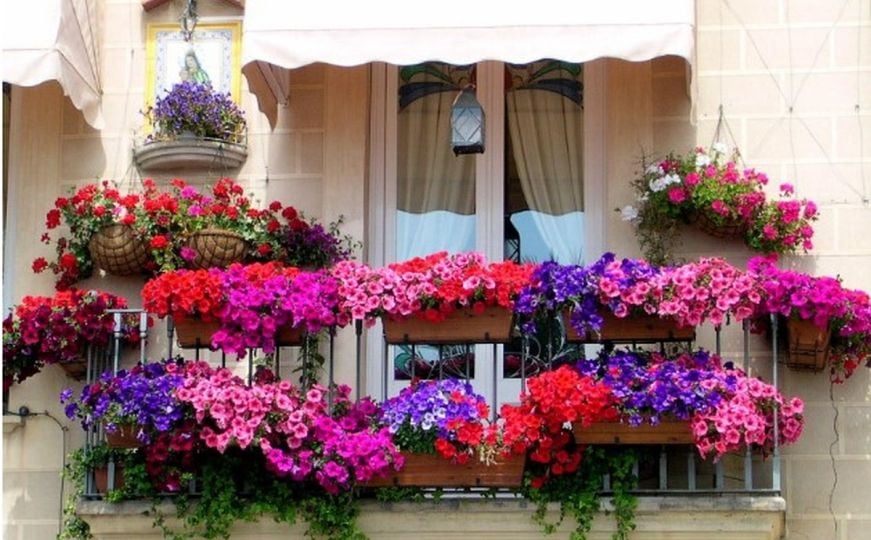 Brzo rastu i cvjetaju u bojama: Najljepše vrste visećeg cvijeća za balkon - izgledaju očaravajuće