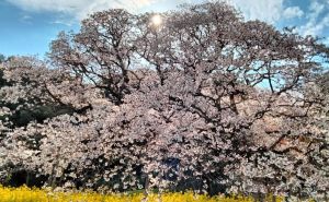 Znate li šta je sakura i čega su simbol prekrasne trešnje u cvatu u Japanu?