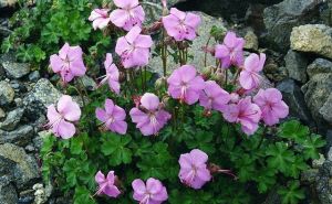 Iglica je najljepši ukras na balkonima: Cvjeta mjesecima, a evo kako da je posadite