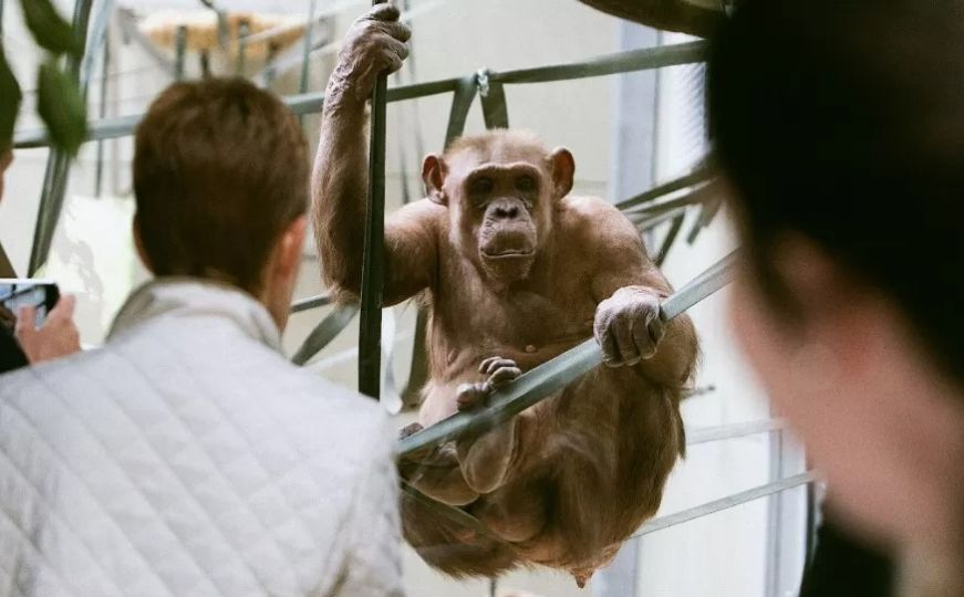Najstarija u Europi: Čimpanza Coco danas slavi rođendan