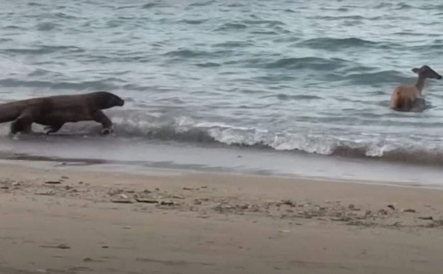 Pogledajte snimak: Komodo 'zmaj' uletio u more i ulovio srnu
