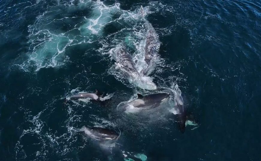 Prvi put ikada snimljeno: Pogledajte borbu orki i kitova koja je trajala pet sati