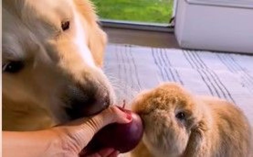 Pogledajte predivno prijateljstvo: Zlatni retriver donosi jabuku zecu kako bi zajedno jeli