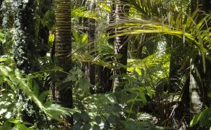 Novo istraživanje: Amazonske šume sprečavaju više od 15 miliona slučajeva bolesti svake godine