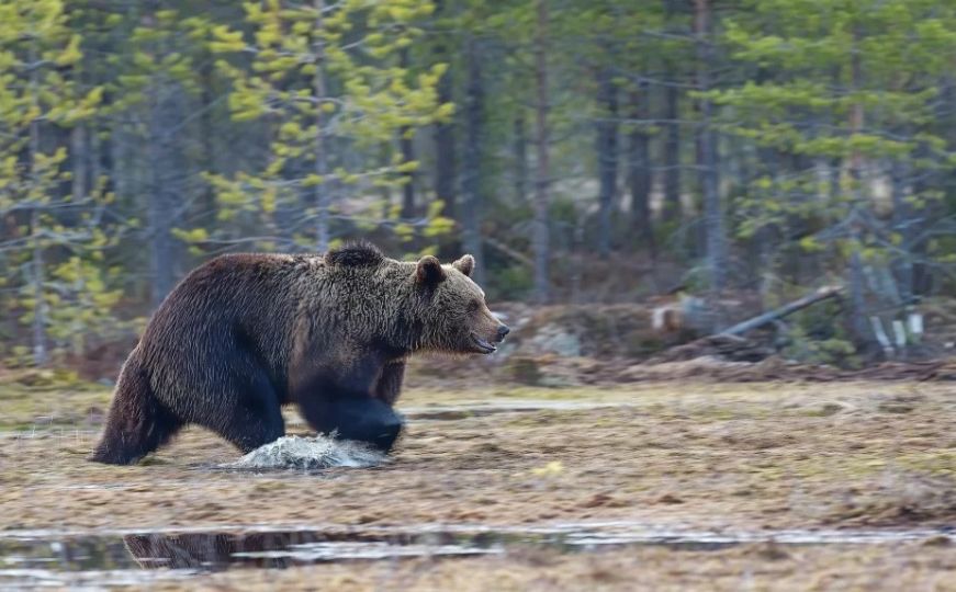 Strava u Italiji: Džogera (26) ubio medvjed, na tijelu imao stravične povrede