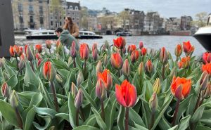 Godišnji festival: Ulice i mostovi Amsterdama ukrašeni stotinama hiljada tulipana