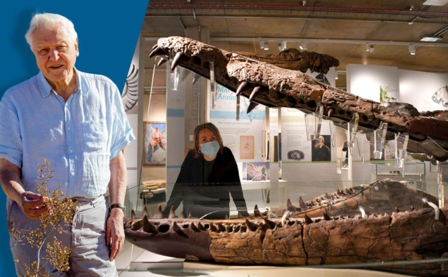 Nevjerovatno otkriće: David Attenborough otkrio lubanju "divovskog morskog čudovišta" iz doba jure