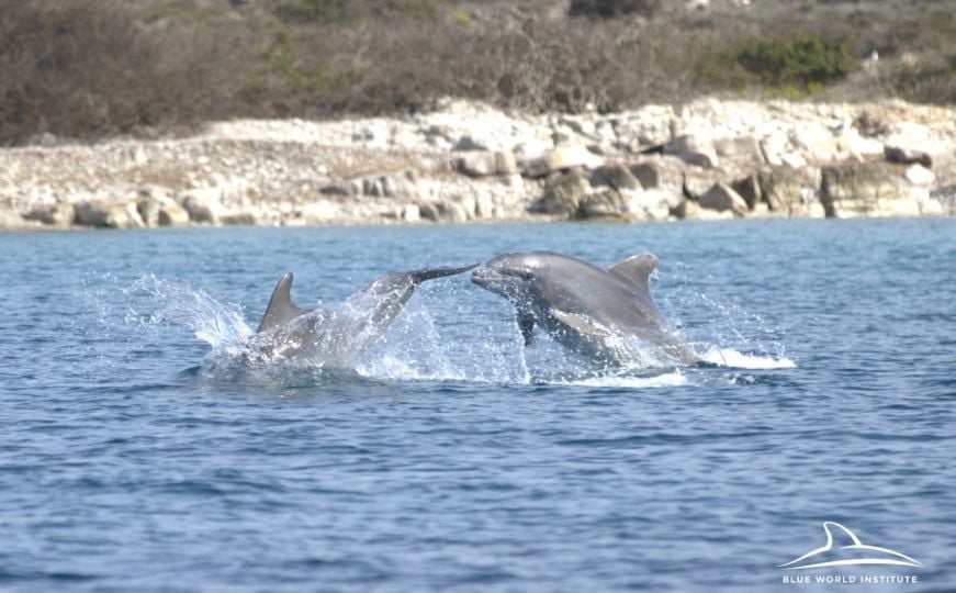 Zadivljujući prizor na Jadranu: Proljetna igra majke i sina delfina