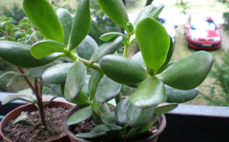 Najbrži trik za zdrave i sjajne listove: Evo kako da se riješite prašine sa sobnih biljaka