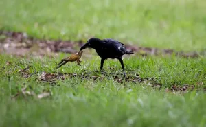 Od svih životinja, samo vrane znaju kako mogu pojesti otrovne žabe