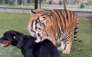 Ovo se desi kada odrastu zajedno: Pogledajte prijateljstvo rotvajlera i tigra