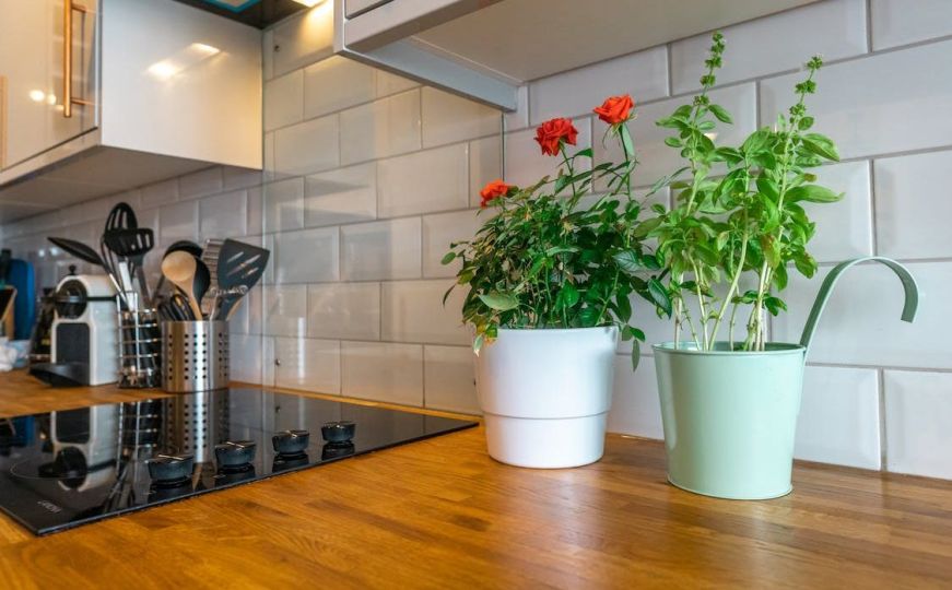 Priroda u domu: Evo kako uzgojiti začinsko bilje u zatvorenom prostoru