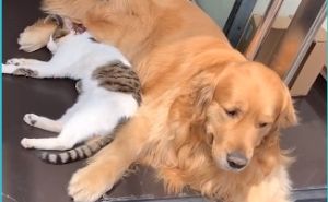 Ne mogu jedno bez drugog: Slatko prijateljstvo zlatnog retrivera i mace