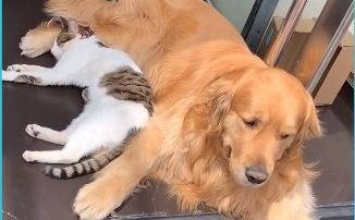 Ne mogu jedno bez drugog: Slatko prijateljstvo zlatnog retrivera i mace