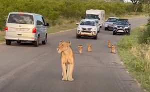 Lavica i njena četiri mladunca blokirali put u afričkom nacionalnom parku Kruger