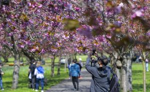 Proljetna magija u Londonu: Cvjetovi japanske trešnje 'stvorili' bajkovit prizor u Greenwich parku