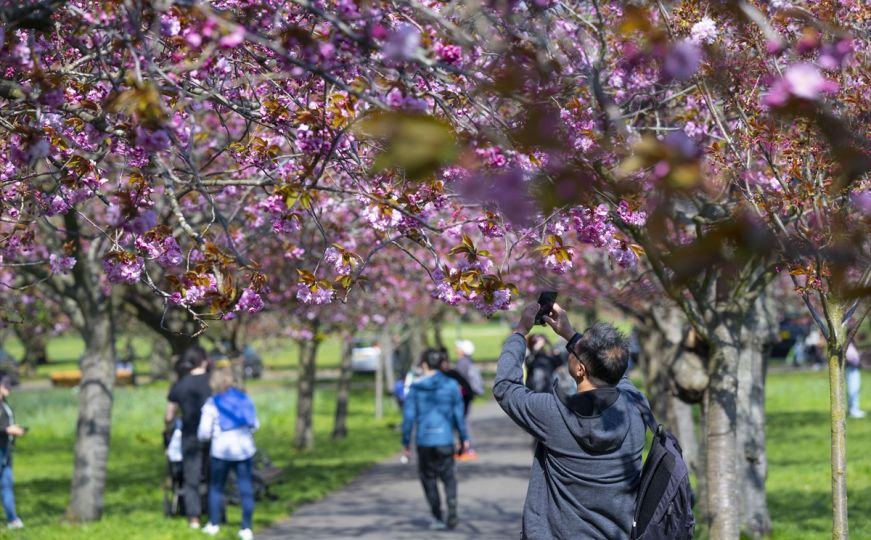 Proljetna magija u Londonu: Cvjetovi japanske trešnje 'stvorili' bajkovit prizor u Greenwich parku